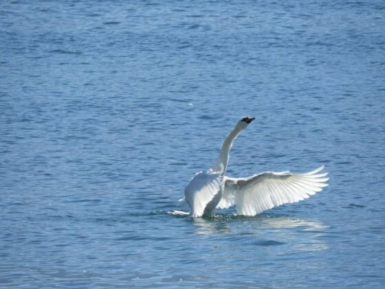 Un cygne déployant gracieusement ses ailes dans l'eau au milieu d'une plaine sereine.