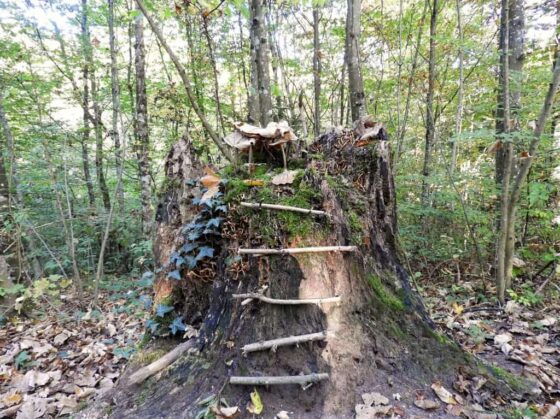 Une souche d'arbre avec des escaliers menant à une cabane dans les arbres nichée dans les bois.