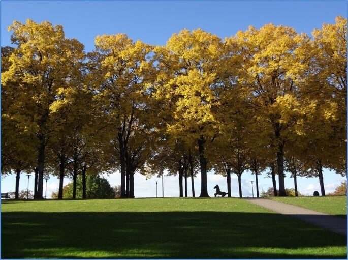 Un groupe d'arbres dans un parc aux feuilles jaunes.