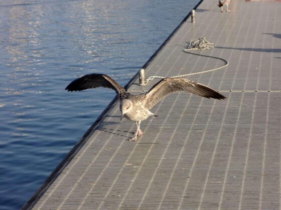 Une mouette vole au-dessus de l’eau.
