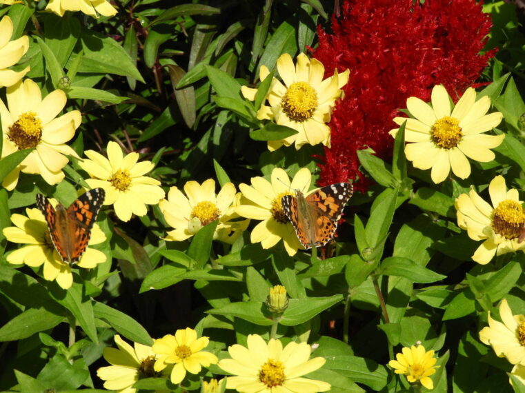 Un groupe de papillons sur une fleur jaune.