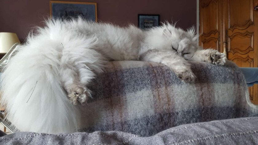 Un chat blanc dormant sur une couverture.
