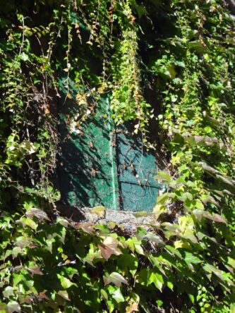 Une fenêtre verte dans un mur recouvert de lierre.