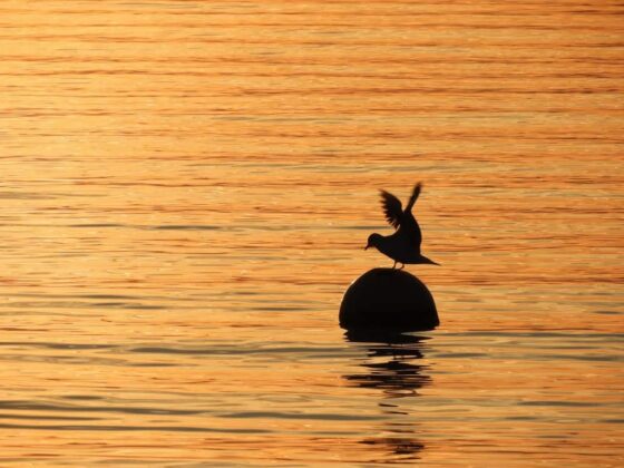 Un oiseau perché sur un rocher dans l'eau au coucher du soleil, entouré d'une vaste plaine.