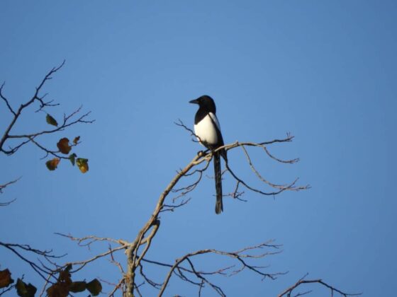 Un oiseau noir et blanc perché sur un arbre.