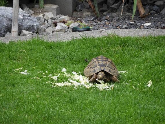 Une tortue mange de l'herbe dans une cour.