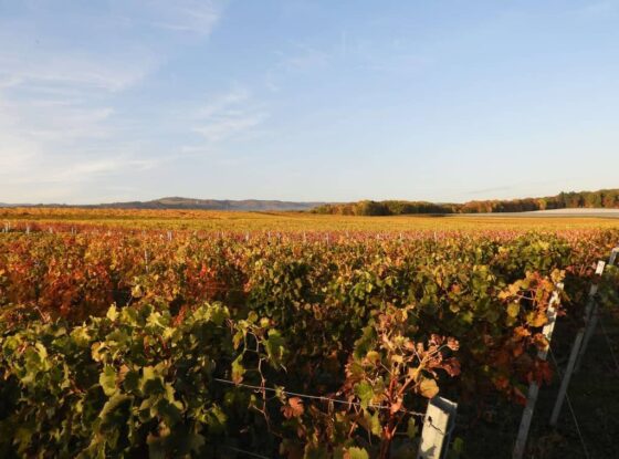 Un vignoble en automne avec la montagne en arrière-plan.