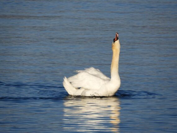 Un cygne blanc nage dans l'eau.