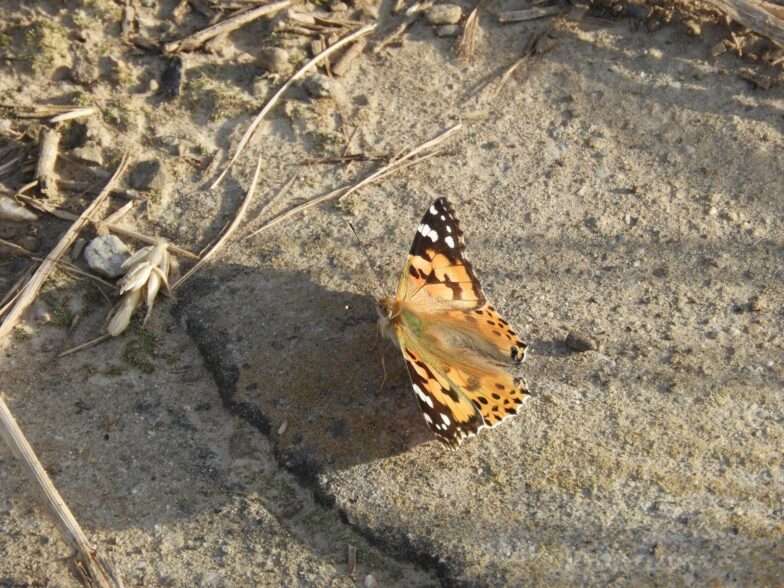 Un papillon posé sur un rocher.