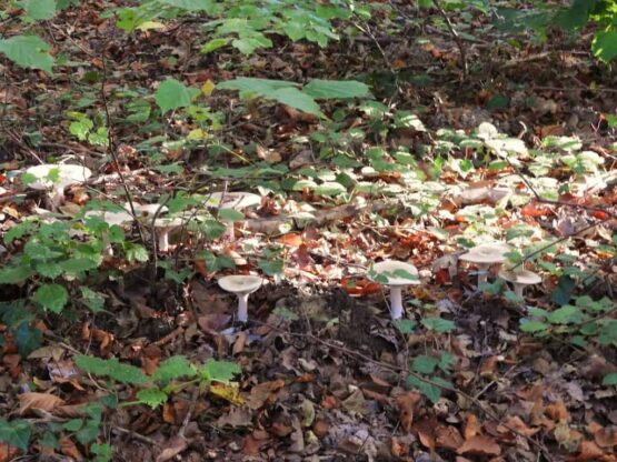 Champignons poussant dans une zone boisée.