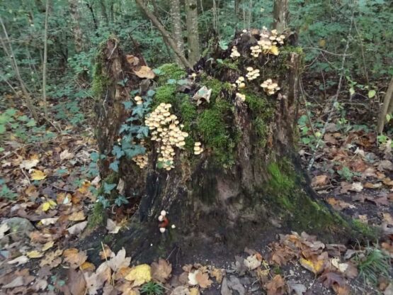 Champignons poussant sur une souche d'arbre à la montagne.