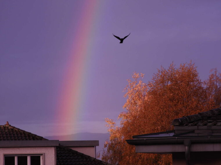 Un arc-en-ciel au-dessus d’une maison survolée par un oiseau.
