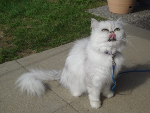 Un chat blanc en laisse.