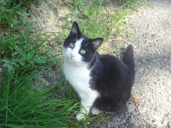 Un chat noir et blanc assis dans l’herbe.