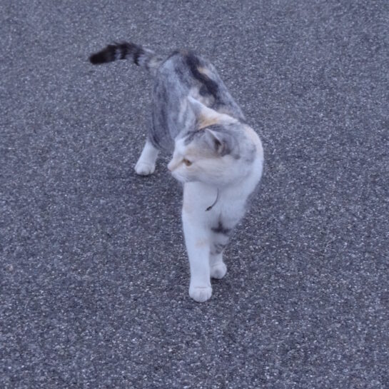 Un chat qui traverse un parking.