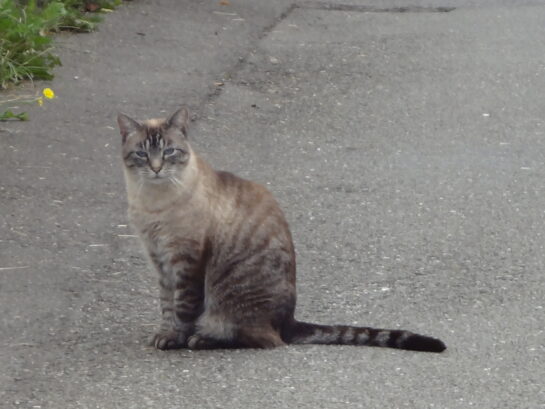 Un chat assis au bord de la route.