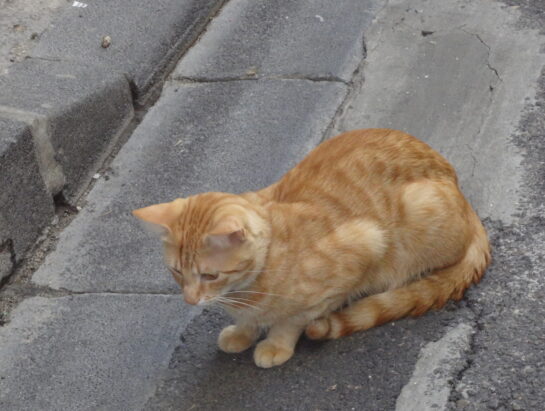 Un chat assis au bord de la route.