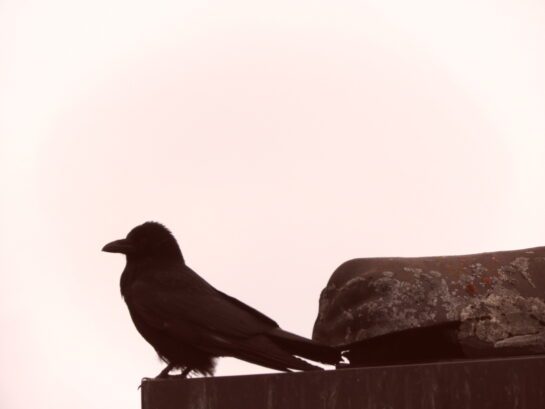 Un oiseau noir assis au sommet d’un toit métallique.