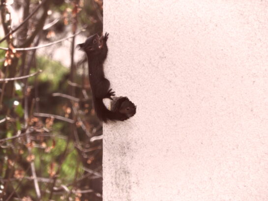 Un écureuil grimpe sur le flanc d’un mur.