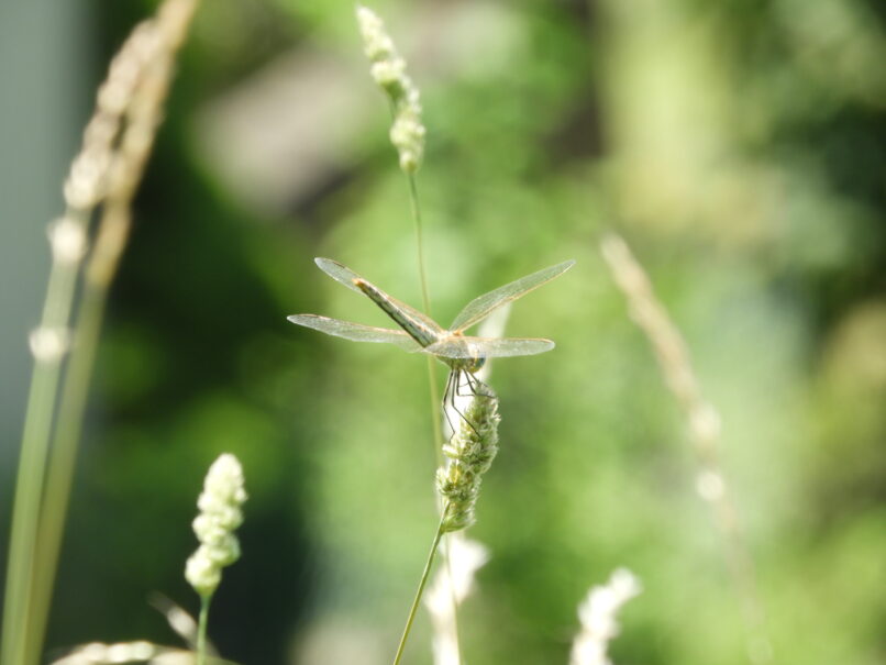 Une libellule se trouve au sommet de l’herbe.