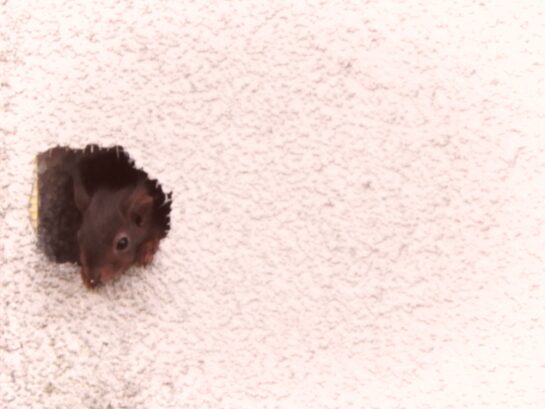 Un écureuil jetant un coup d’œil hors d’un trou dans un mur.