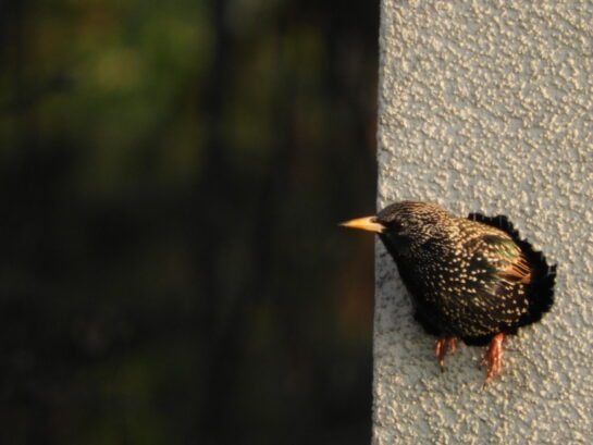 Un petit oiseau regarde par un trou dans un mur.
