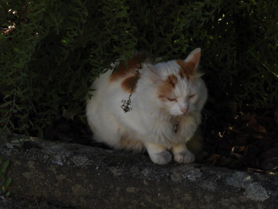 Un chat assis sur un mur de pierre.