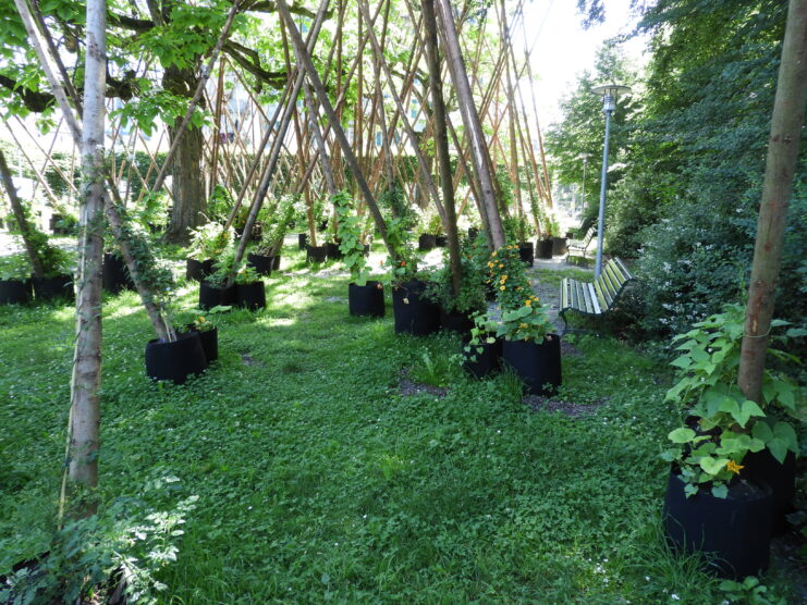 Un groupe de plantes noires en pot dans une zone herbeuse.