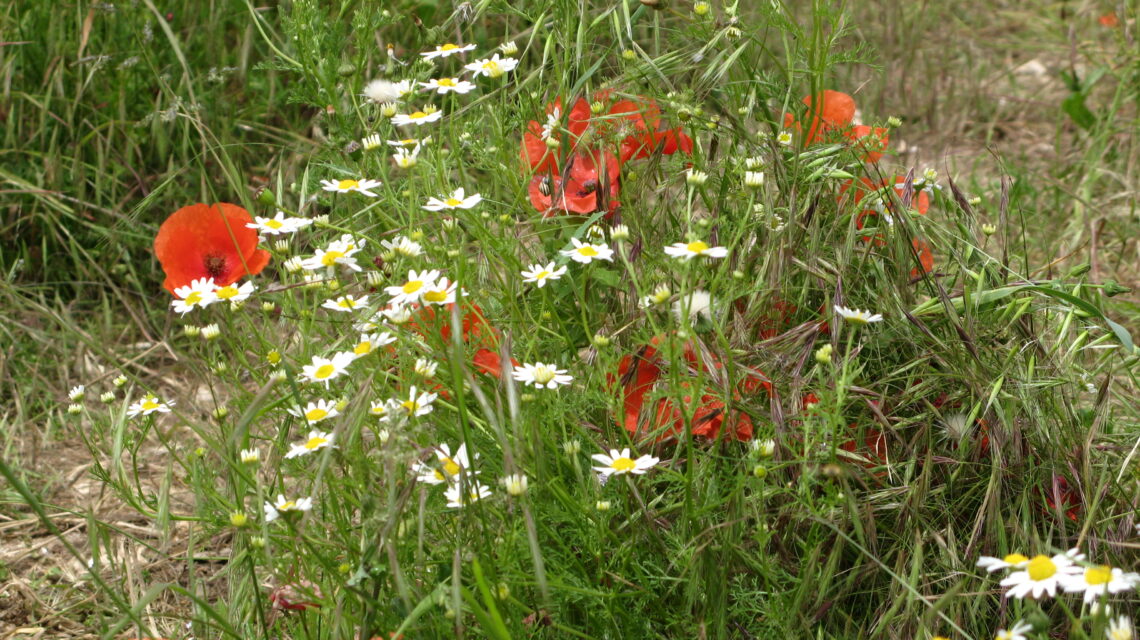 Un champ de marguerites et de coquelicots.