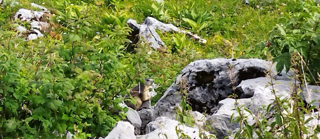 Un lézard est assis sur un rocher dans une zone herbeuse.