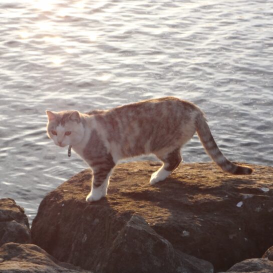 Un chat marche sur des rochers près de l’eau.