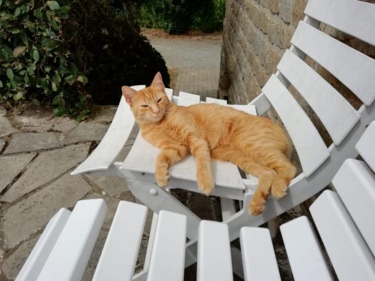 Un chat tigré orange posé sur une chaise blanche.