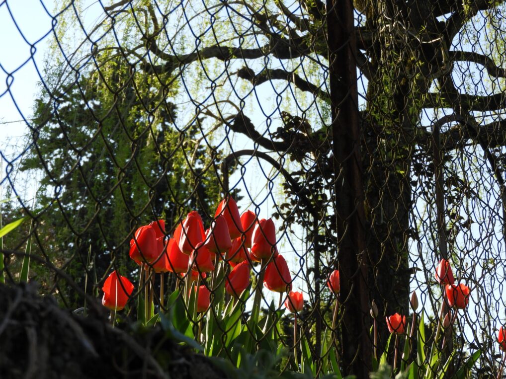 Tulipes derrière une clôture.