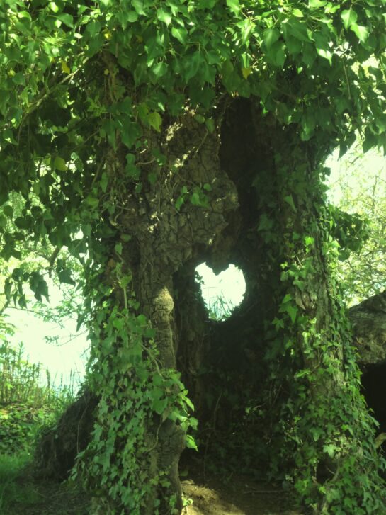 Un arbre sur lequel pousse du lierre.