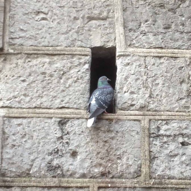 Un pigeon est assis dans un trou dans un mur de pierre.