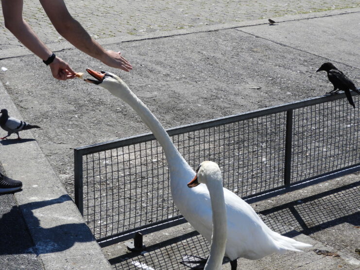 Une personne nourrissant un cygne.