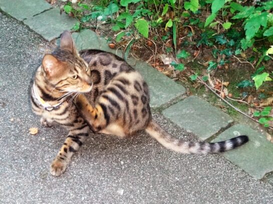 Un chat bengale assis sur un trottoir.