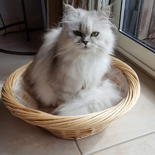 Un chat assis dans un panier.