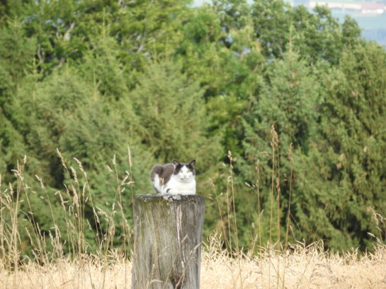 Un chat assis au sommet d’un poteau en bois dans un champ.