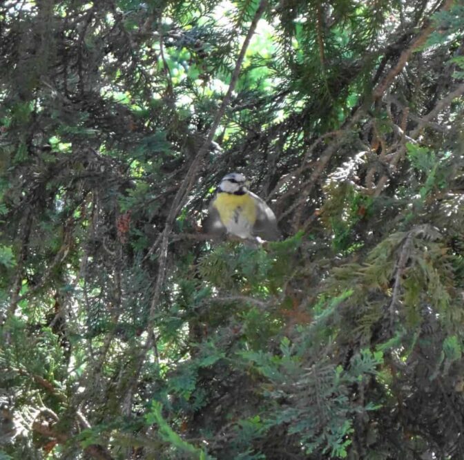 Un oiseau est assis dans un arbre.
