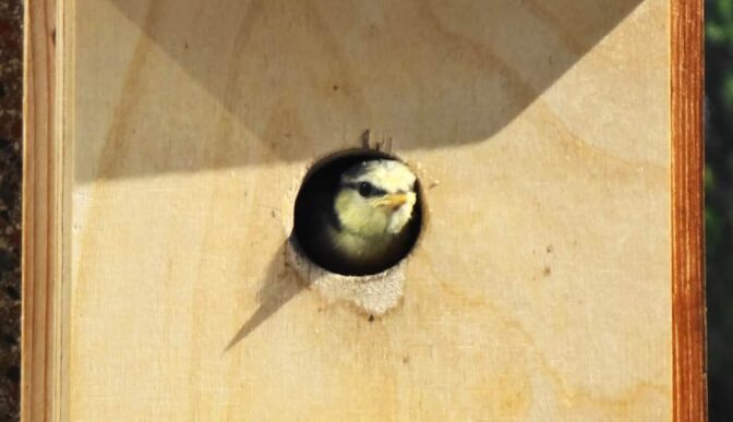 Un oiseau regarde hors d’un nichoir en bois.