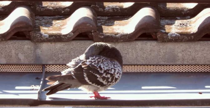 Un pigeon sur un toit.