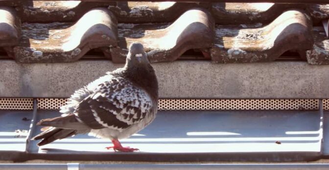 Un pigeon debout sur un toit.