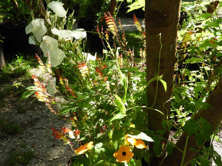 Un pot de fleurs à côté d'un arbre.