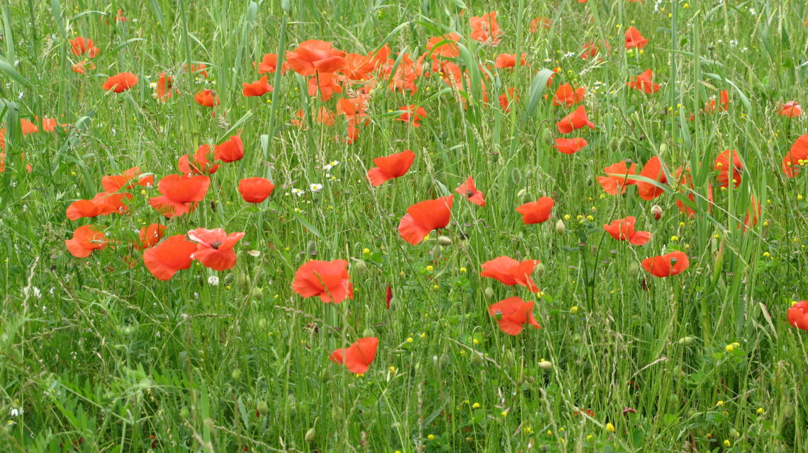 Coquelicots rouges dans un champ.