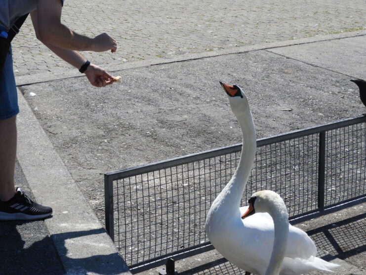 Un homme nourrissant un cygne.