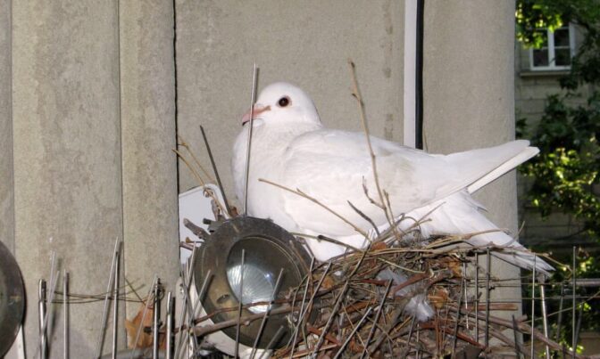 Une colombe blanche assise sur un nid.
