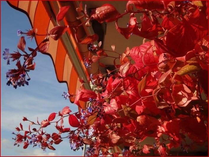 Fleurs d'hibiscus rouges suspendues à une fenêtre dans Le nageur et la lanterne.