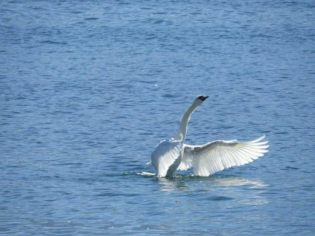 Un cygne déployant gracieusement ses ailes dans l'eau au milieu d'une plaine sereine.