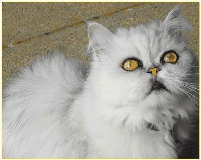Un chat blanc avec des yeux jaunes regardant la caméra.